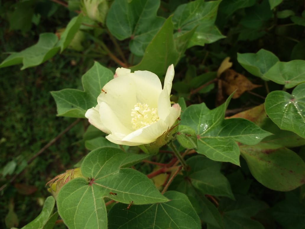 IMG-20190904-WA0066.jpg